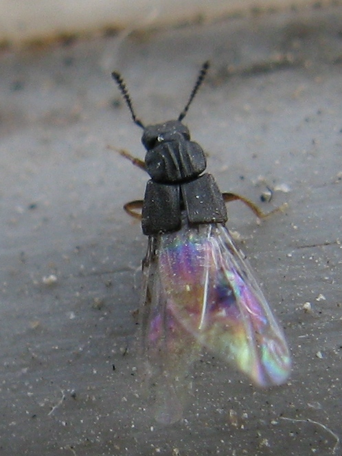 Stafilinide piccolissimo. Anotylus cf. rugosus